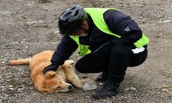 Ankara Büyükşehir Belediyesi sokak hayvanlarını unutmadı