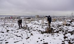Keçiören Belediyesi meyve bahçesinin kış bakımını tamamladı