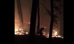 Kastamonu'da orman yangını: Ekipler müdahale ediyor