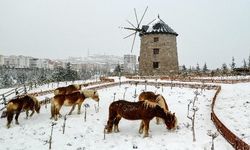 İzmir'de faytonların kaldırılması ile özgür kalan atların kar keyfi
