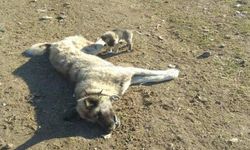 Polatlı'da 22 köpek zehirlenerek öldürüldü