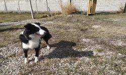 Türkiye'de ilk kez korona virüsü teşhis edebilen dedektör köpek yetiştirildi
