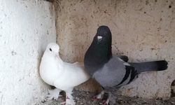 “Pandemide güvercinler moral oldu”