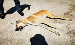 Ankara'da boş arazide telef olmuş 6 köpek bulundu