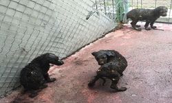 Çankaya'da asfalt ziftine düşen 3 yavru köpek kurtarıldı