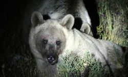Nemrut'un ayıları gece görüntülendi