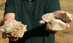 Muş'ta 35 milyon yıllık deniz canlıları fosili bulundu