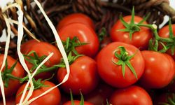 Rusya'ya domates ve biber ihracatındaki analiz zorunluluğu kaldırıldı
