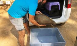Marmaris'te yaralı yeşil deniz kaplumbağası bulundu