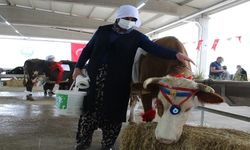 AGROTEC Tarım Fuarı'nda Süt Sağma Yarışması