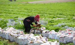 Türkiye'nin sebze ambarı Beypazarı'nda kış havucu hasadı başladı