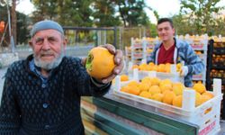Elma diyarı Amasya'nın ‘yeni sarı altını' cennet hurması