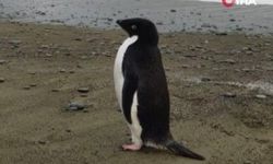 3 bin kilometre yol kat eden penguen Yeni Zelanda kıyılarında bulundu