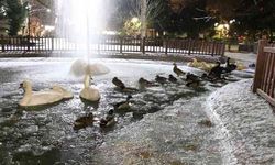 Ankara'nın simgelerinden Kuğulu Park buz tuttu