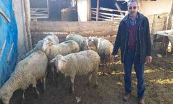 Eskişehir'de çalınan koyunlar Ankara'da bulundu