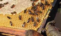 “Arıcılığın Başkenti”nde arıcılara yüzde 50 hibeli arı ve kovan desteği