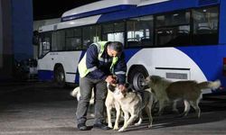 Ankara'da köpekle eğlenceli dakikalar geçiren EGO şoförü konuştu