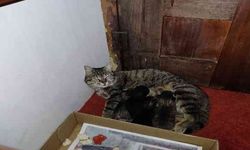 Anne kedi ve yavruları Hacı Bayram Camii'ni mesken tuttu