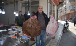 Sinop'ta balıkçıların ağlarına dev kalkan balıkları takıldı