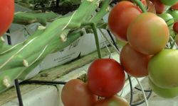Nevşehir'den Ukrayna'ya domates ihracatı