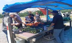Ayaş'ın meşhur domatesi pazarlarda yerini almaya hazırlanıyor