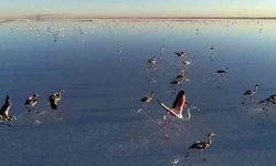 Bakan Kurum: "Tuz gölüne su taşıdık, flamingolara can suyu verdik"