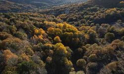 Sonbaharda Karagöl Jeositi'nde sarı ile yeşilin her tonu hayran bıraktı