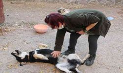 Öğretim Görevlisi Altınbaş, kendi imkanlarıyla kampüsteki köpeklere bakıyor