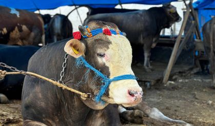 Sincan'da Çimşit ve Yenikent Kurban Pazarları kuruldu