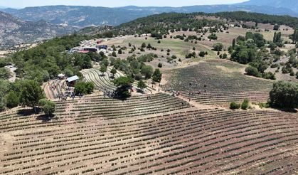 Nallıhan’da “Lavanta Hasat Şenliği” düzenlendi