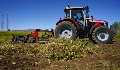 Kelkit şeker fasulyesinin hasadı başladı
