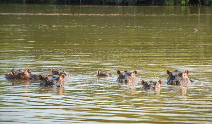 Kolombiya, istilacı su aygırları için itlaf planını onayladı