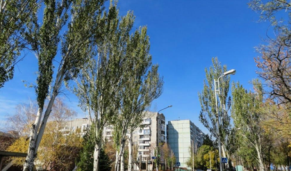 Bazı kent ağaçları sıcaklarda ozon kirliliğini artırabiliyor