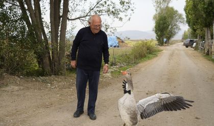 Sürüden dışlanan kaz, 65 yaşındaki adamı ailesi bildi