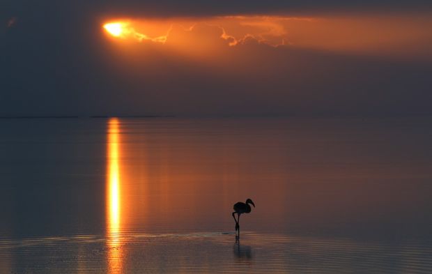 Tuz Gölü'nde yavru flamingolar kanat çırpmaya başladı