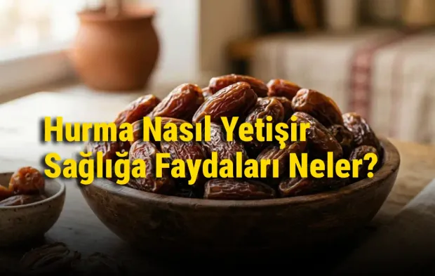 Hurma Nasıl Yetişir ve Sağlığa Faydaları Neler?