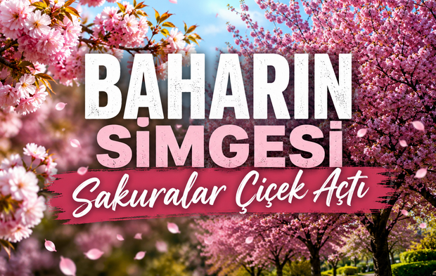 Baharın simgesi sakuralar çiçek açtı