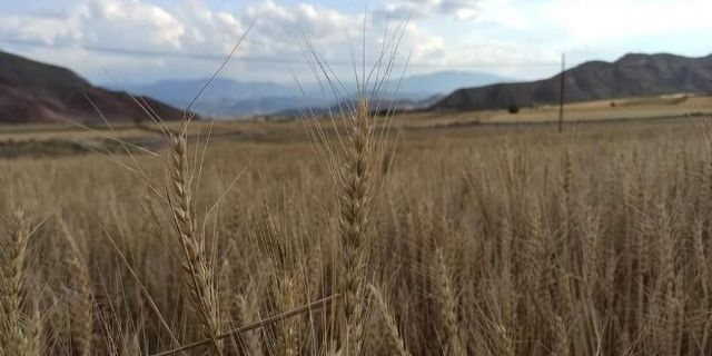 Nallıhan'da arpa ve buğday hasadı başladı