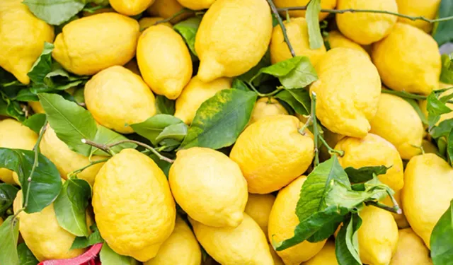 Adana’da limon hasadı başladı: 710 bin ton rekolte bekleniyor