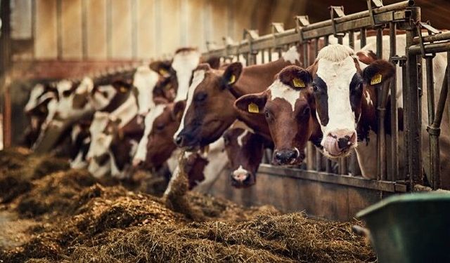 Bakan Yumaklı: Gelir garantili besicilik projesi başladı