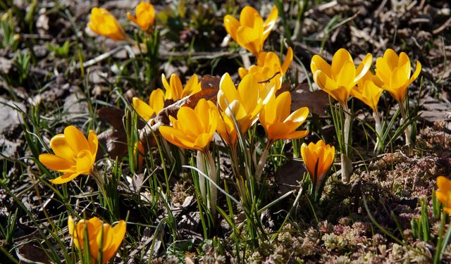Kızılcahamam’da açan çiğdemler baharın gelişini müjdeledi