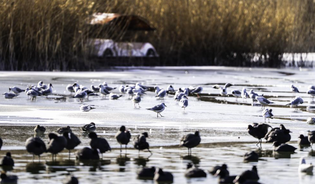 Ankara'da buz tutan Mogan Gölü'nden seyirlik manzaralar
