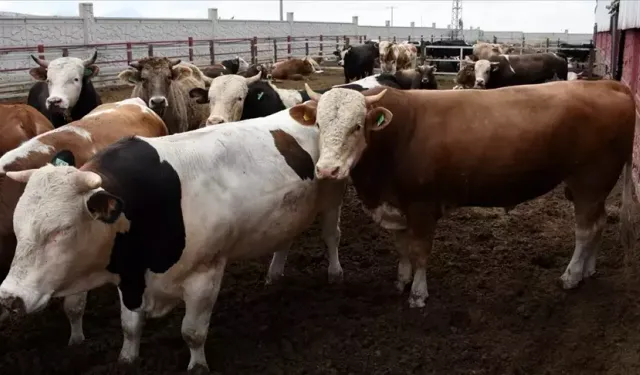 2026 kurbanlık fiyatları belli oldu