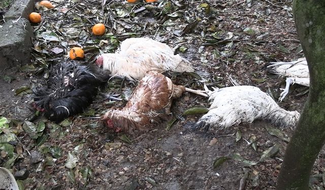 Rize'de sokak köpekleri 86 tavuğu telef etti!