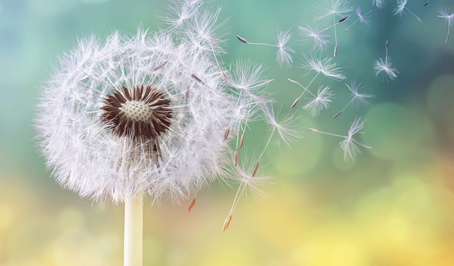 Uzmandan bahar alerjisi ve rinit uyarısı