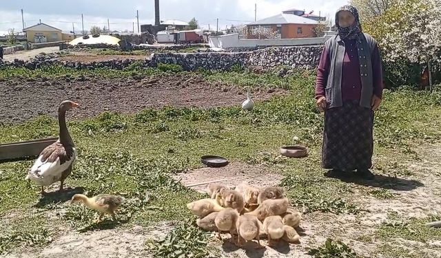 Kars’ta kaz altınla yarışıyor!