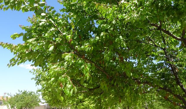 Malatya’da donun yaraları sarılıyor: Kayısı ağaçları yeniden yeşeriyor!