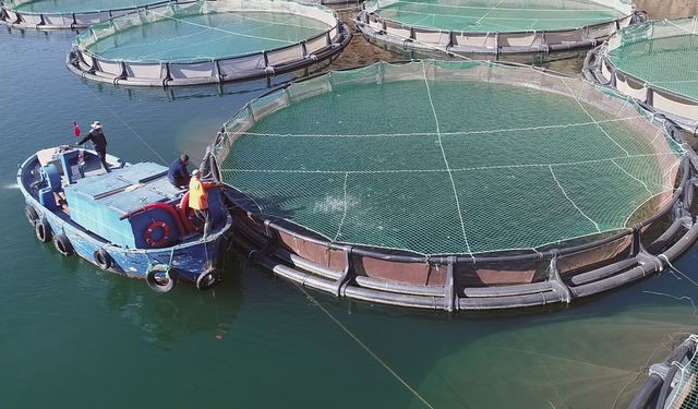 Muğla, su ürünleri ihracatında rekor kırdı