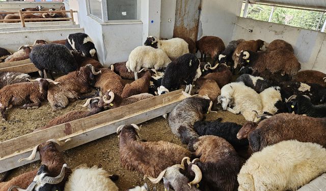 Altındağ’da kurbanlıklara sıkı denetim