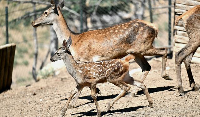 Altınköy’de Doğan Geyik Yavrusuna “Benek” Adı